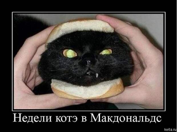 Животным смешно, а вам? (90 фото)