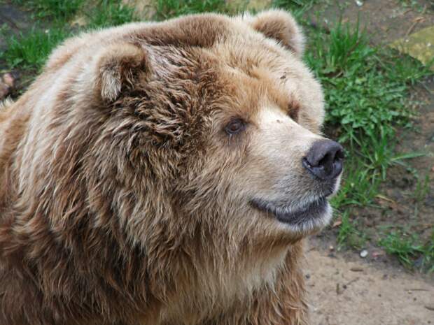 «Молился и думал о матери»: в Башкирии три медведя напали на мужчину, вышедшего на пробежку