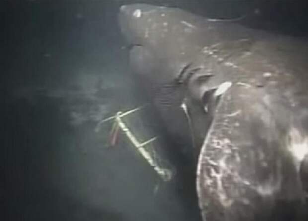 9 - Загадочная акула из Марианской впадины акула, животные, людоед, океан