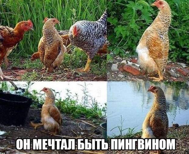 Прикольные картинки. Вечерний выпуск (55 фото)