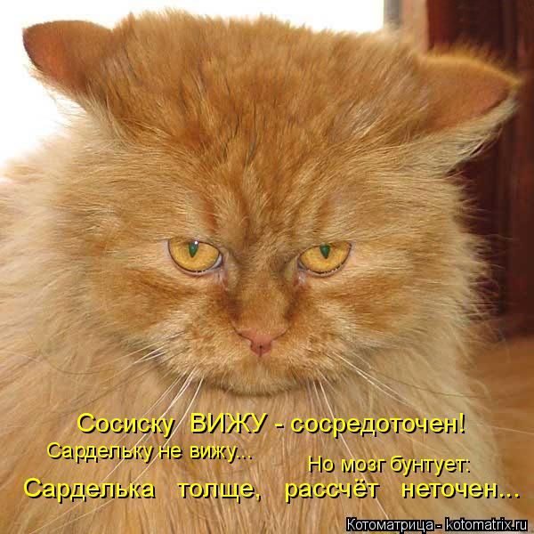 Лучшие котоматрицы недели (50 фото)