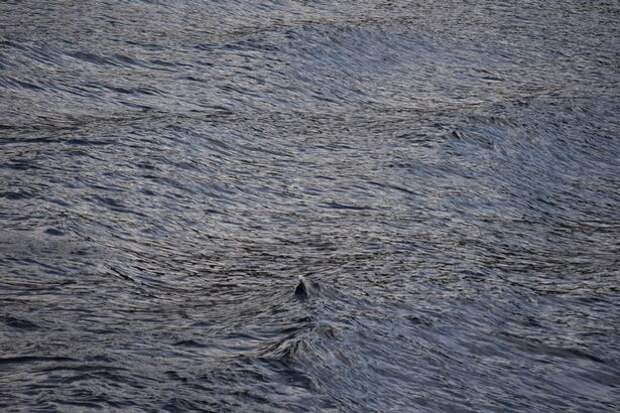 Мальчик снимал Лох-Несское озеро, когда из воды показался странный плавник