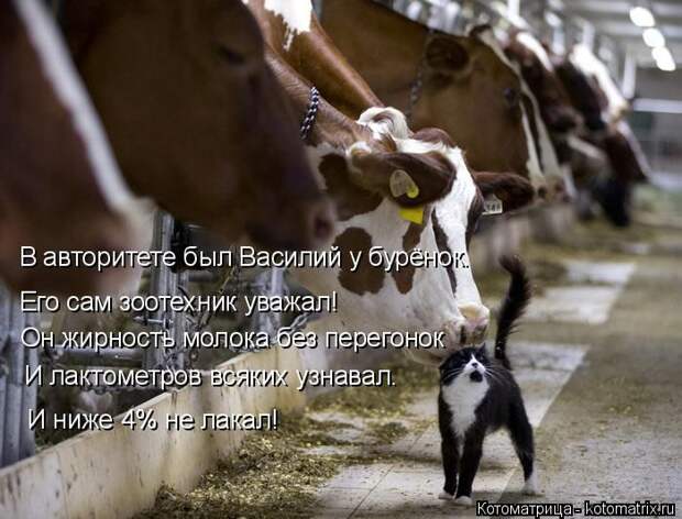 kotomatpicy-zabavnye-kartinki-smeshnye-kartinki-fotoprikoly kotomatpicy-zabavnye-kartinki-smeshnye-kartinki-fotoprikoly