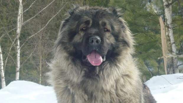 Пес решил, что я голодаю, и угостил меня самым вкусным куском из своей миски