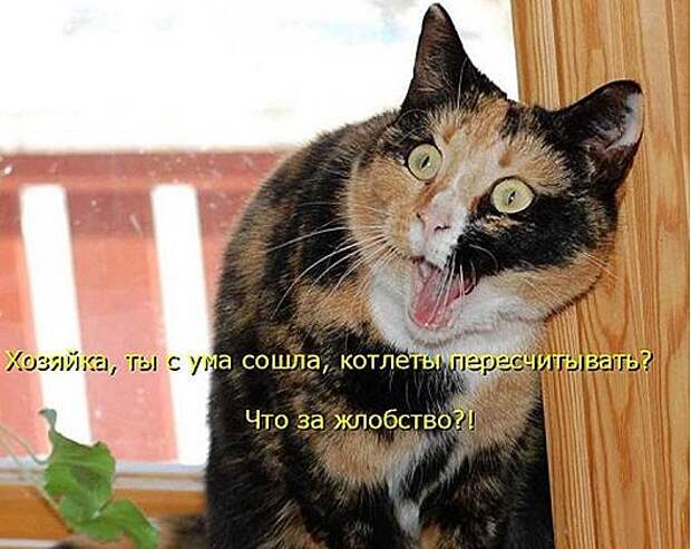 1430551539_kotomatricy-31