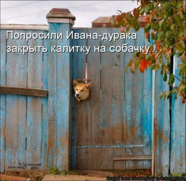 Котоматрицы (картинки с надписями)