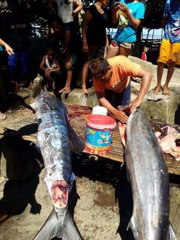 На Филиппинах поймали рыбу в мистических знаках и таинственных рисунках