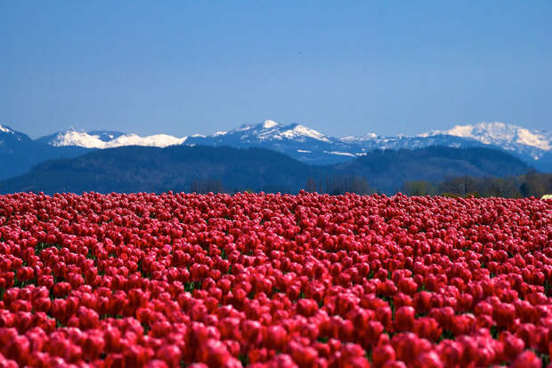 tulips03 Самые яркие тюльпаны со всего света