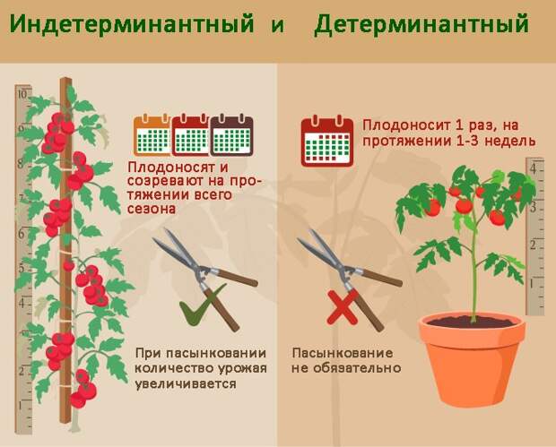 Различия в уходе за детерминантными и индетерминантными томатами