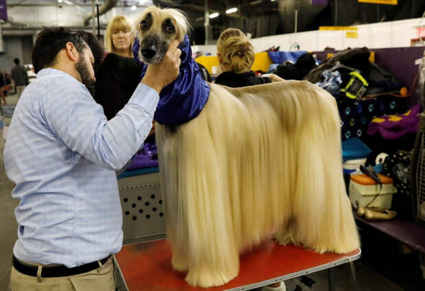 Конкурс собачьей красоты: Westminster Kennel Club 2018