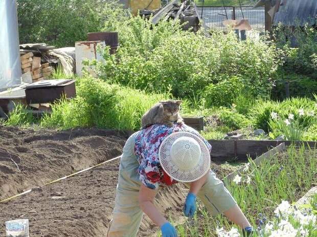 смешные кошки коты, кошки странные места поспать, коты неподходящие места прилечь, кошки выбирают место