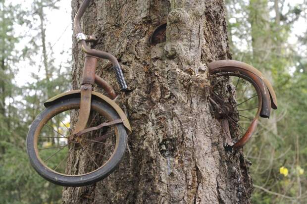 Разоблачаем! Велосипед в дереве?