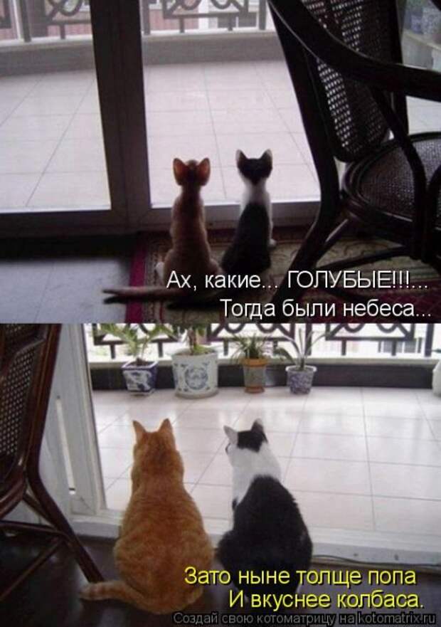 Свежая котоматрица (22 шт)