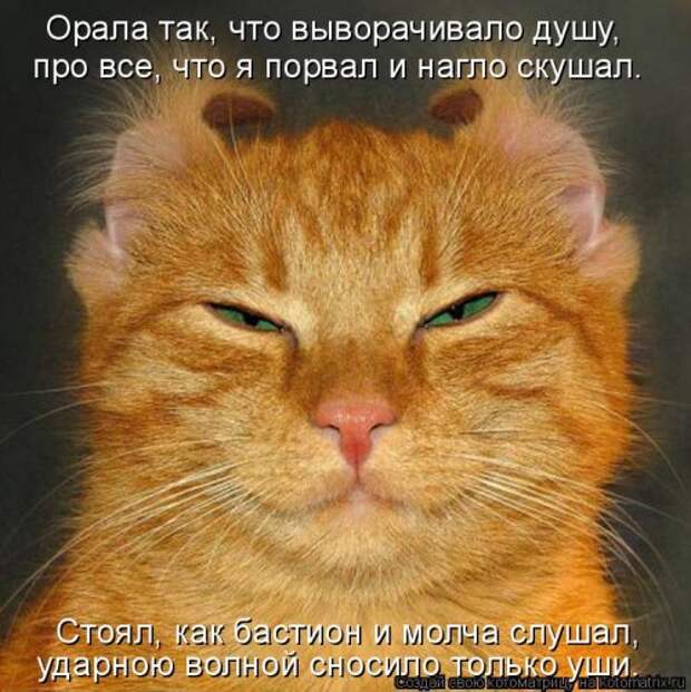 Свежая котоматрица (32 фото)