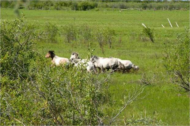 Pleistocene park photos