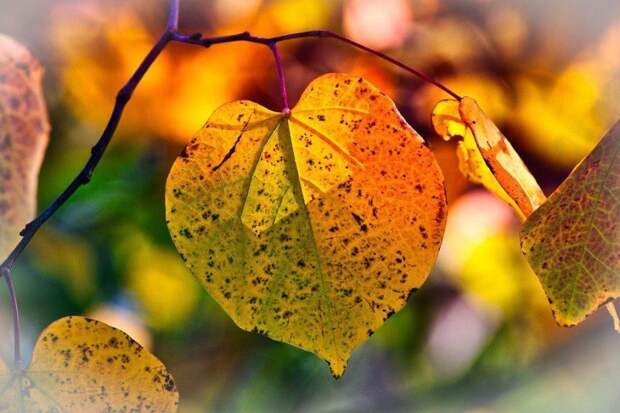 Листья. Фото: pixabay.com