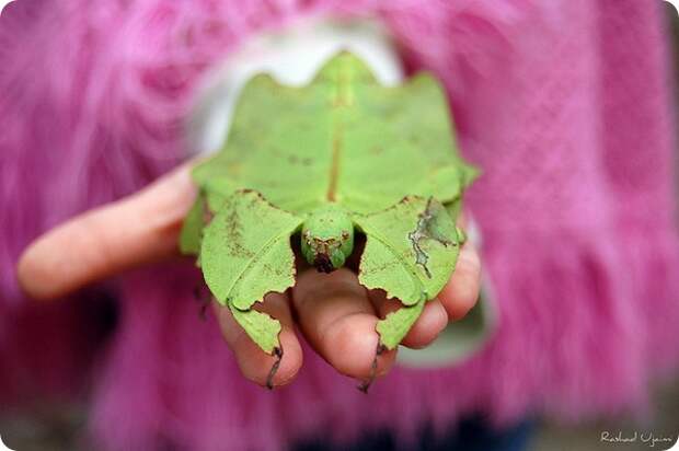 Листотел или листовидка (лат. Phylliidae)