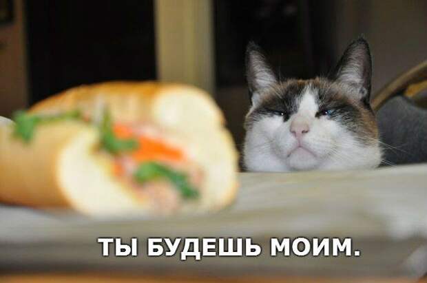 кот, прикол, юмор