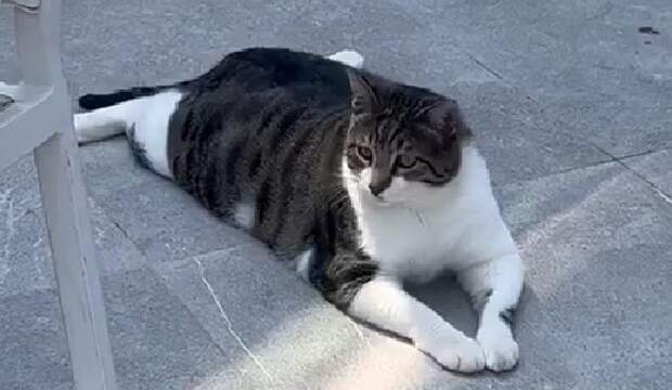 Толстый кот в турецком отеле очаровал туристов из России