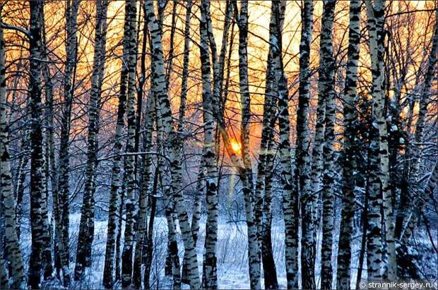 Восход солнца в Зимнем лесу