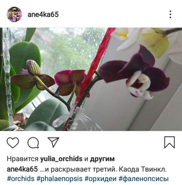 Цветочница из Южнопортового стала орхоманом и прославилась в Сети