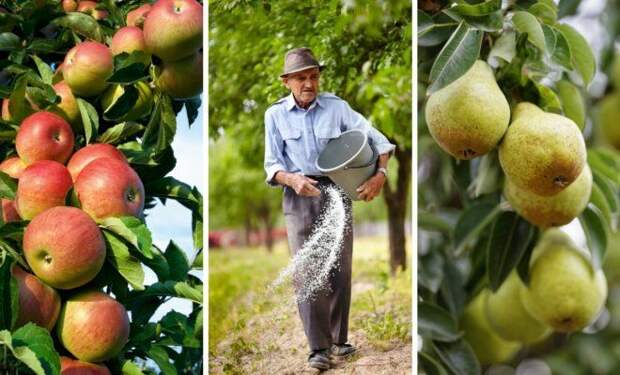 Чем подкормить яблоню и грушу осенью для лучшей зимовки и богатого урожая