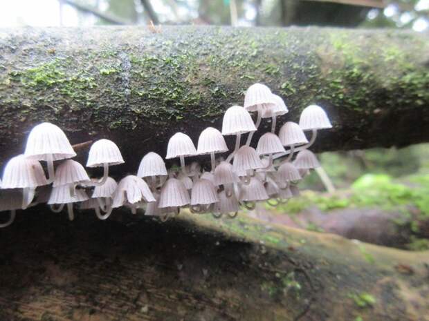 Светящиеся грибы джунгли, дикие животные, животные, интересно, неизведанное, природа, фото, южная америка