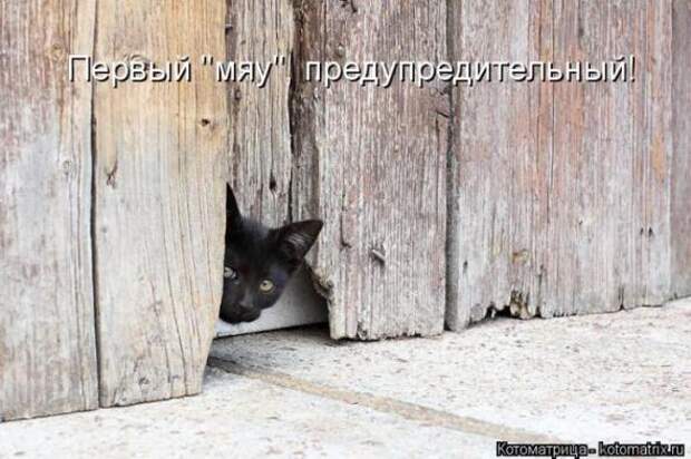 Котоматрицы(картинки с надписями)