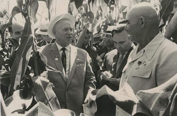 Никита Хрущев и Пётр Шелест на кукурузном поле. Краснодарский край. 1963