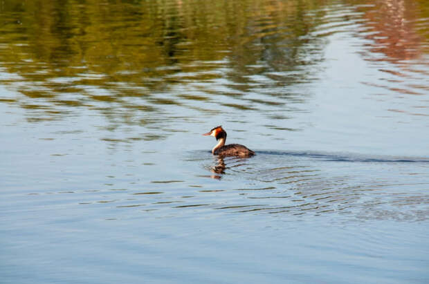 Тысячи мертвых птиц обнаружены на побережье Каспийского моря в Азербайджане