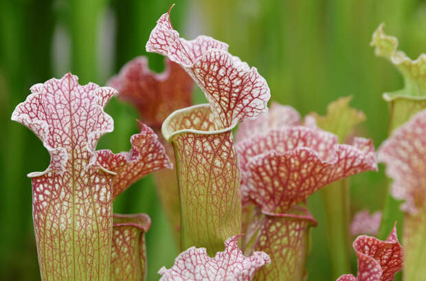 BRITAIN-FLOWER/CHELSEA