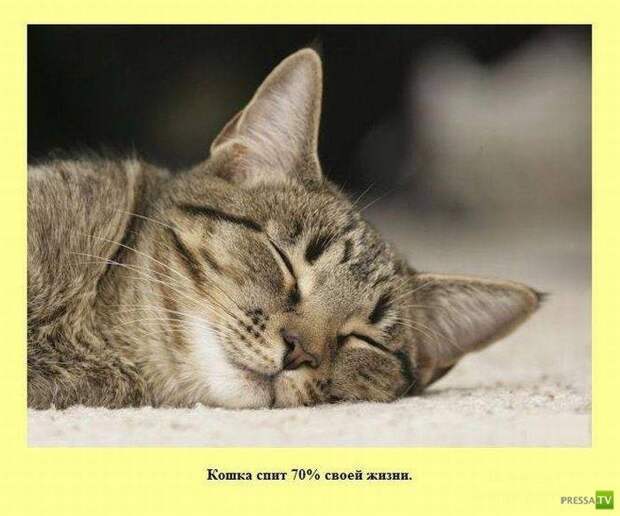 Прикольные факты о которых вы не знали