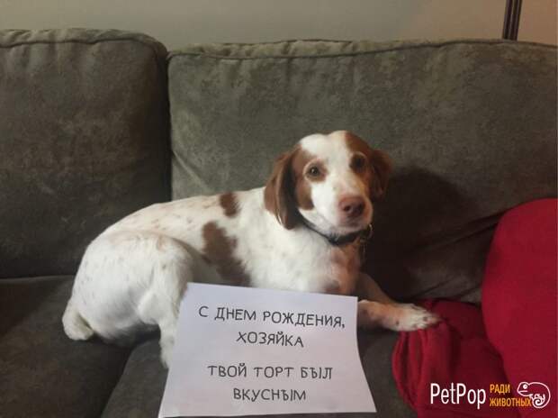 15. 15. забавно, забавные животные, истории, питомцы, собаки, фото, хозяева