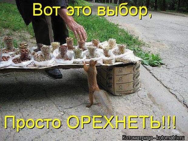 Котоматрицы(картинки с надписями)