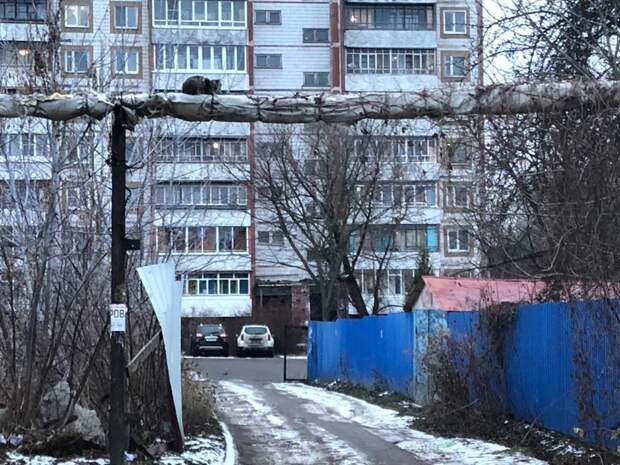 Очень колоритные уличные коты бездомные, город, кот, кошка, улица, уличные кошки, эстетика