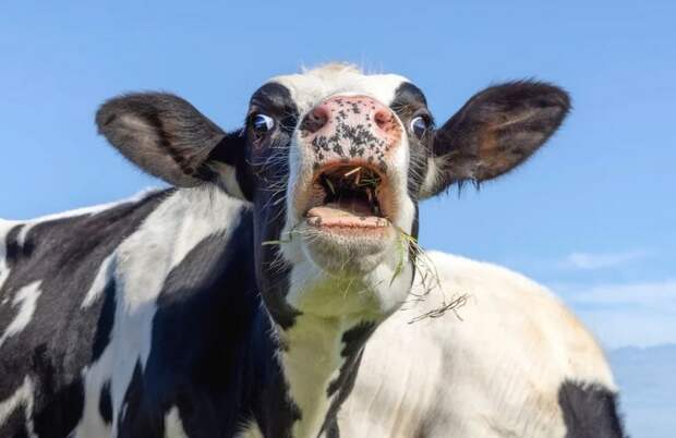 Удивительные факты о коровах, которые заставят вас взглянуть на них иначе