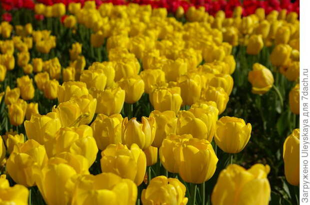 Желтые тюльпаны визуально приближают перспективу