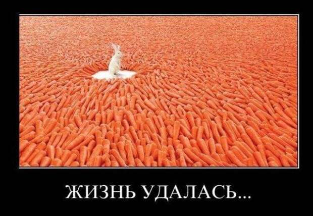 Демотиваторы про животных