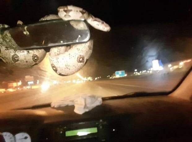 Змея в автомобиле