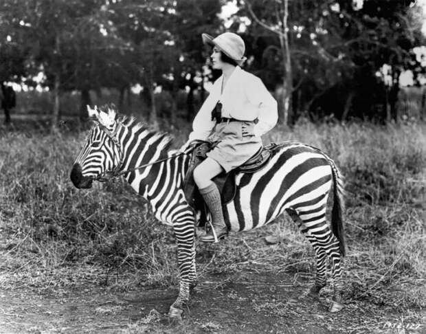 Последний раз одомашнить зебру пытались в начале XX века. |Фото: travelask.ru.