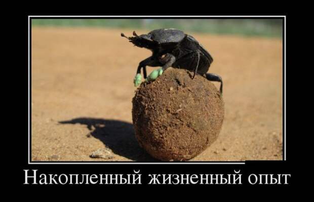 Демотиваторы (30 фото)