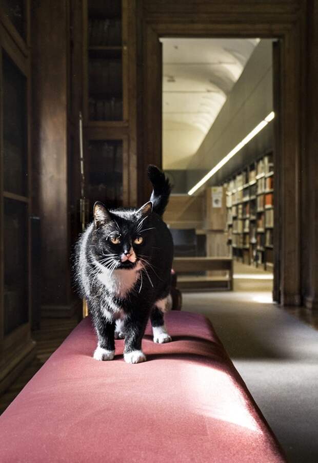 Черный красавец-кот, словно фотомодель, позирует перед камерой фотографа. Черный красавец-кот, словно фотомодель, позирует перед камерой фотографа.