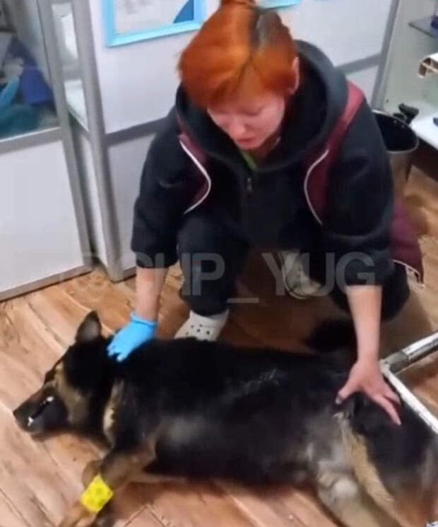 Люди- злейшие звери: в Сочи массово травят собак