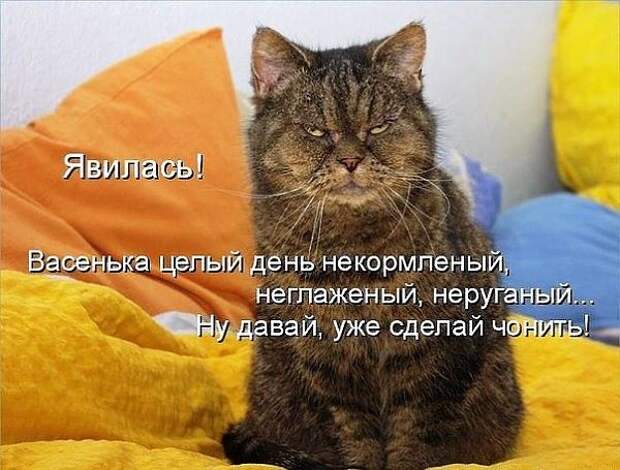 Субботний позитивчик (30 фото)