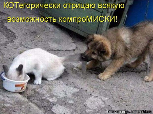 kotomatritsa_g (700x523, 303Kb)
