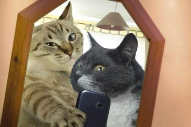 Котоселфи как новый тренд 