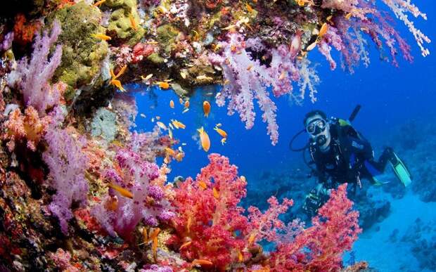 redsea10 Фотография: 10 фактов о Красном море №10 - BigPicture.ru