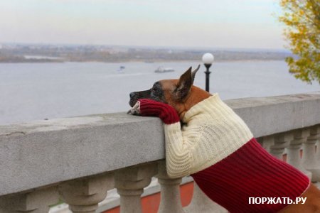 Прикольные фото, смешные фишки, онлайн и бесплатно.