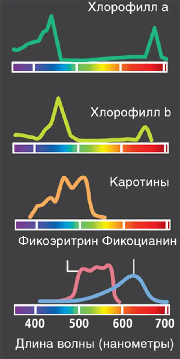 Хлорофиллы поглощают свет. Спектр поглощения пигмента хлорофилла. Спектры поглощения пигментов растений. Спектры поглощения каротиноидов. Поглощение света пигментами.