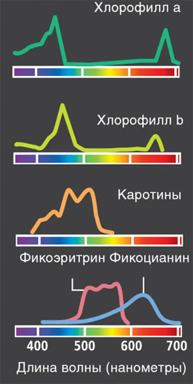 Хлорофиллы поглощают свет